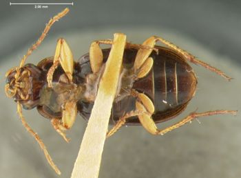 Media type: image;   Entomology 32989 Aspect: habitus ventral view